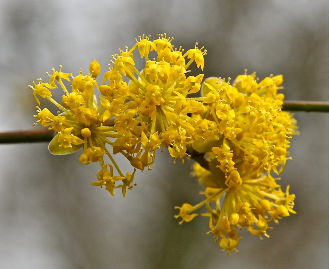 yellow blossom