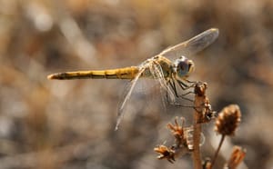 dragonfly