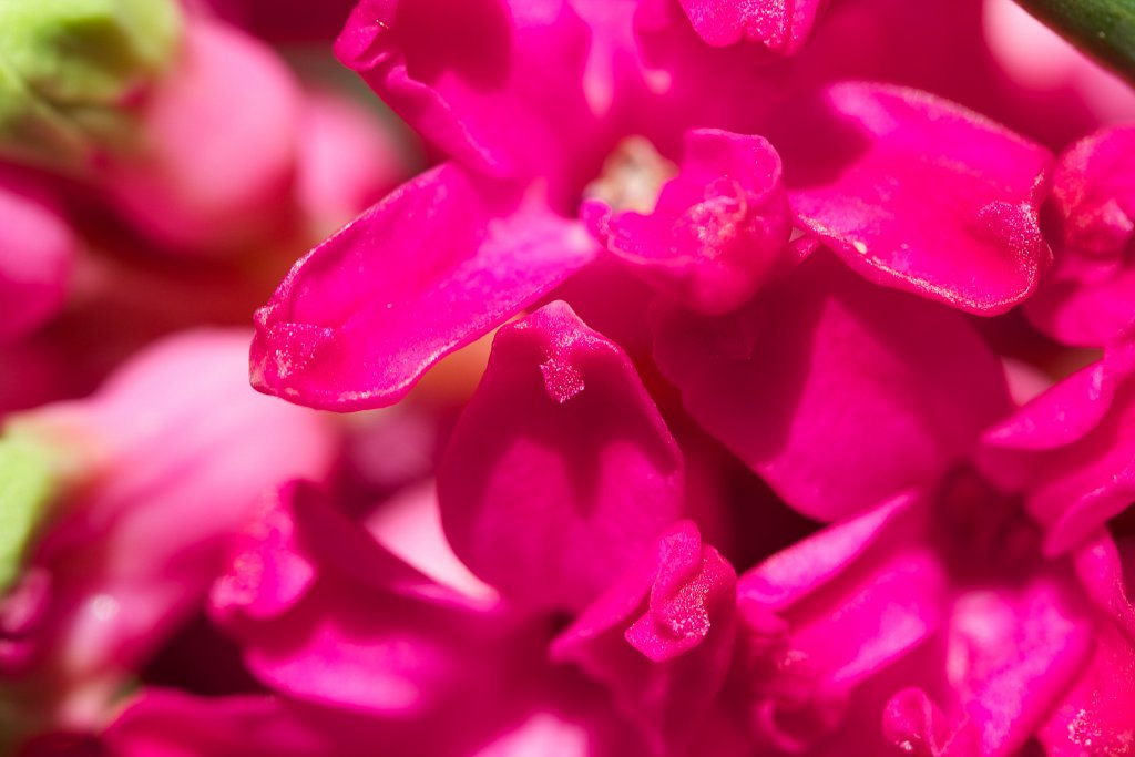 hyacinthus 1
