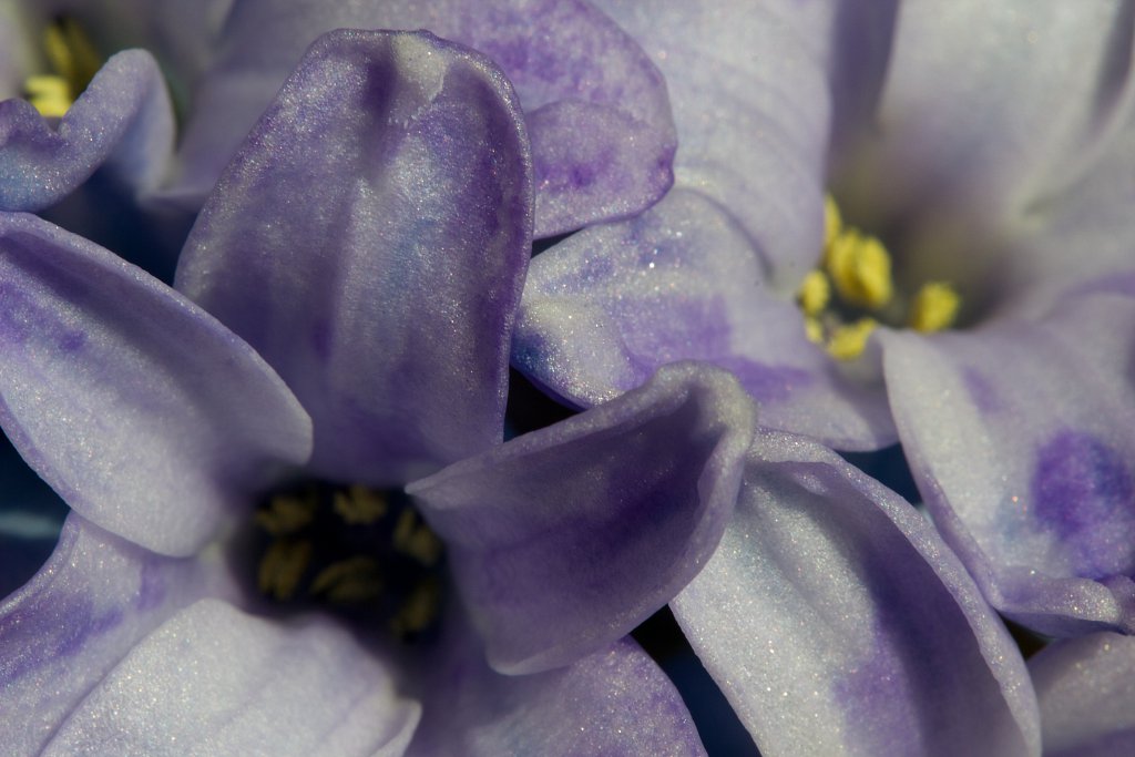 hyacinthus 3