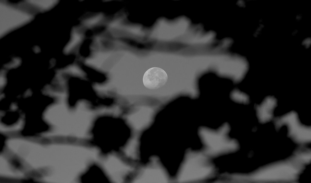 moon and leaves